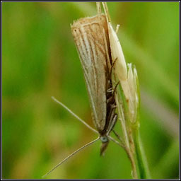 Chrysoteuchia culmella