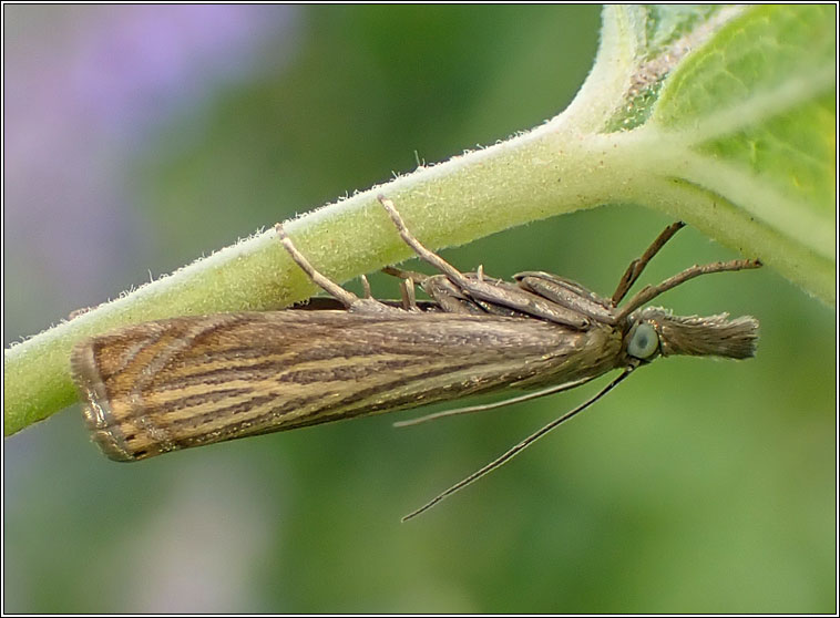 Chrysoteuchia culmella