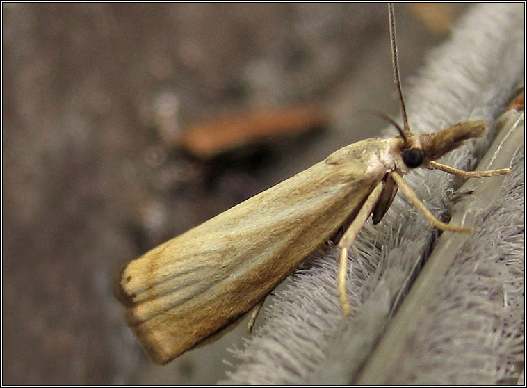 Chrysoteuchia culmella