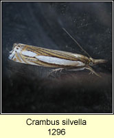 Crambus silvella