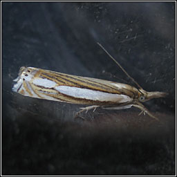 Crambus silvella