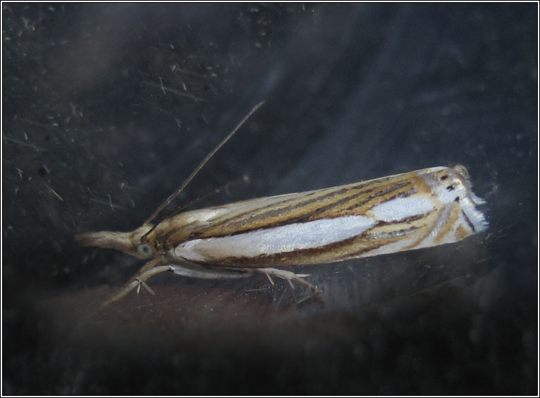 Crambus silvella