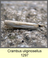 Crambus uliginosellus