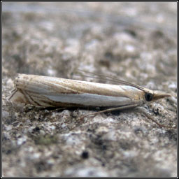 Crambus uliginosellus