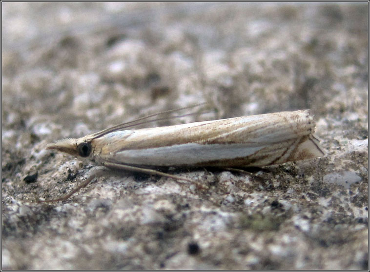 Crambus uliginosellus