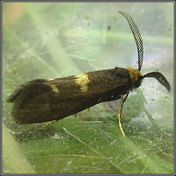 Incurvaria pectinea