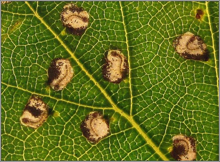 Incurvaria pectinea