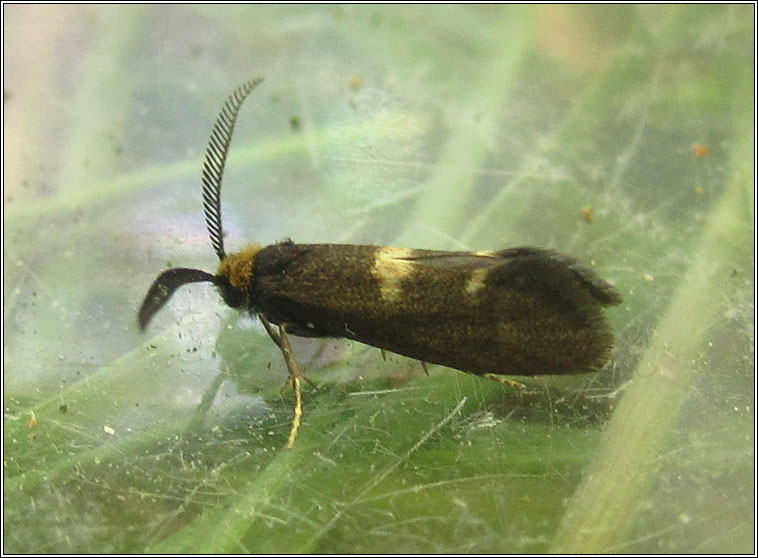 Incurvaria pectinea