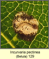 Incurvaria pectinea