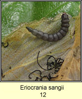 Eriocrania sangii