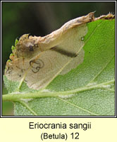 Eriocrania sangii