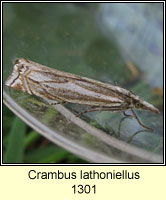 Crambus lathoniellus