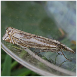 Crambus lathoniellus