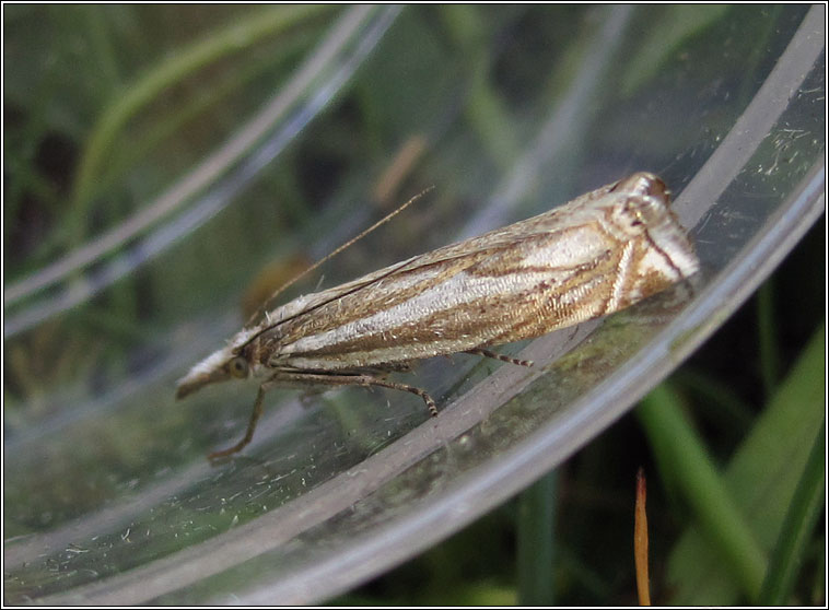 Crambus lathoniellus