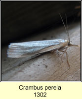 Crambus perlella