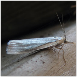 Crambus perela