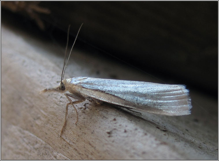 Crambus perela