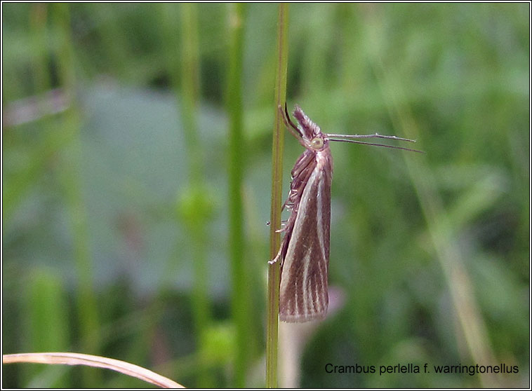 Crambus perlella fS warringtonellus