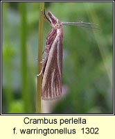 Crambus perlella f warringtonellus