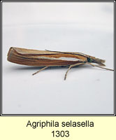 Agriphila selasella