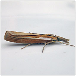 Agriphila selasella