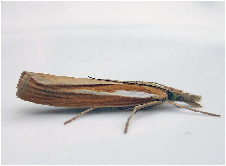 Agriphila selasella