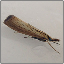 Agriphila straminella