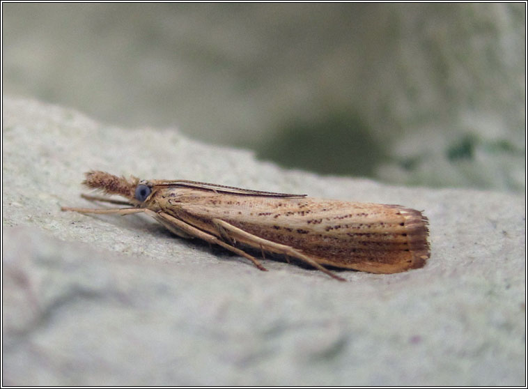 Agriphila straminella