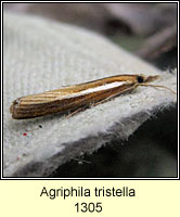 Agriphila tristella