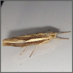 Agriphila tristella