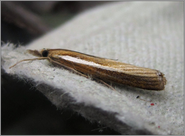 Agriphila tristella