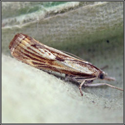 Agriphila inquinatella