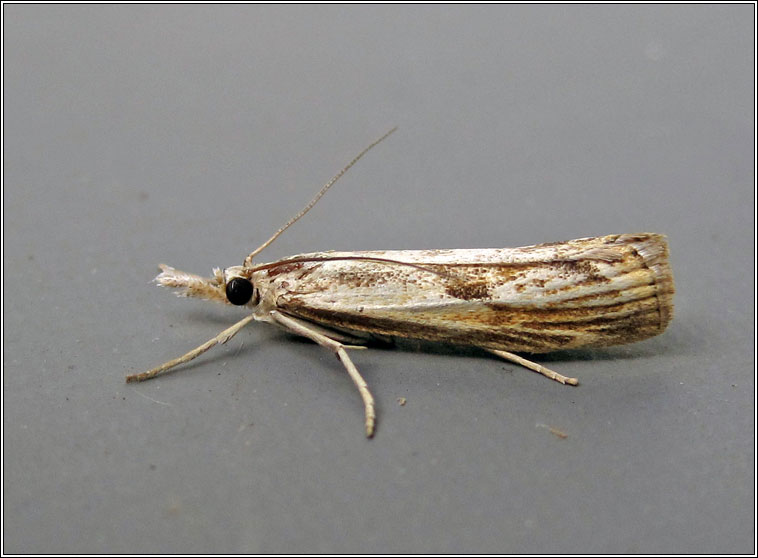 Agriphila inquinatella