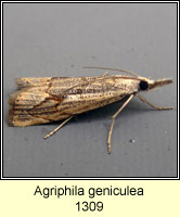 Agriphila geniculea