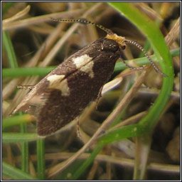 Incurvaria masculella