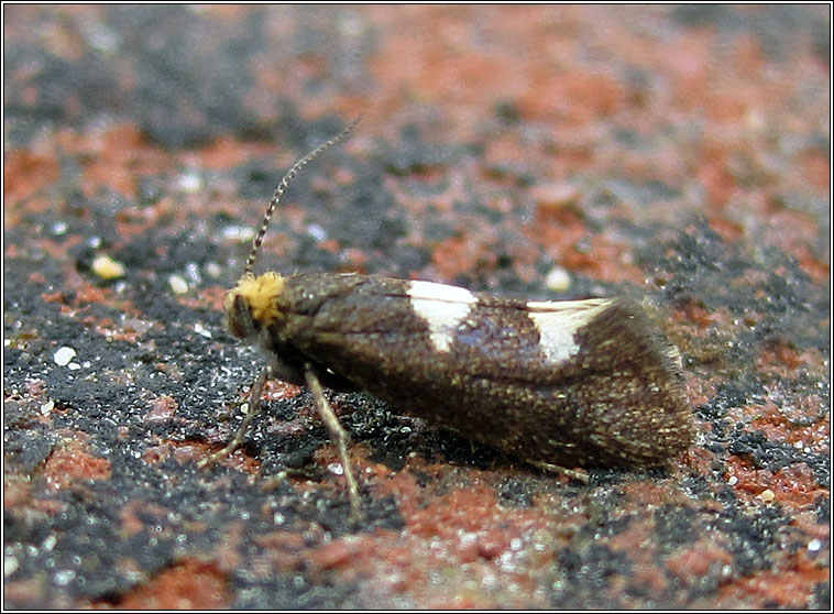 Incurvaria masculella