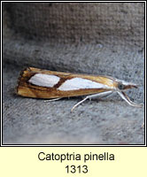 Catoptria pinella