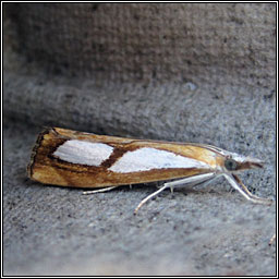 Catoptria pinella