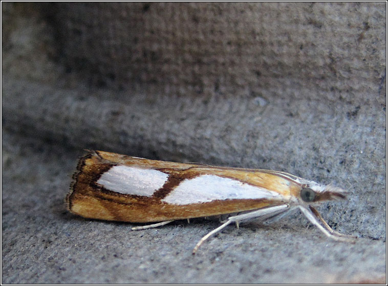 Catoptria pinella