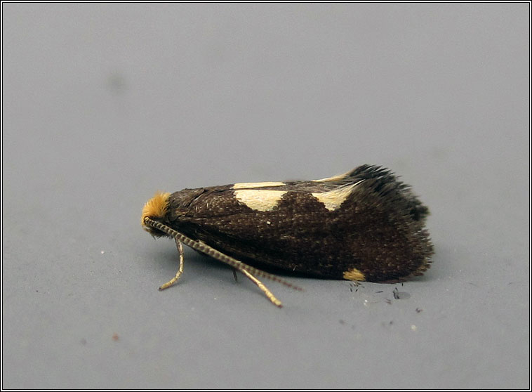 Incurvaria oehlmanniella