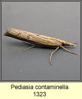 Pediasia contaminella