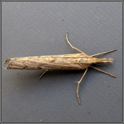 Pediasia contaminella