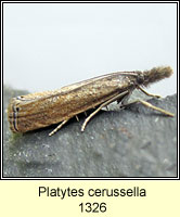 Platytes cerussella