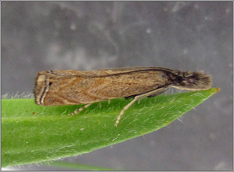 Platytes cerussella