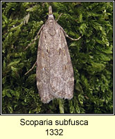 Scoparia subfusca