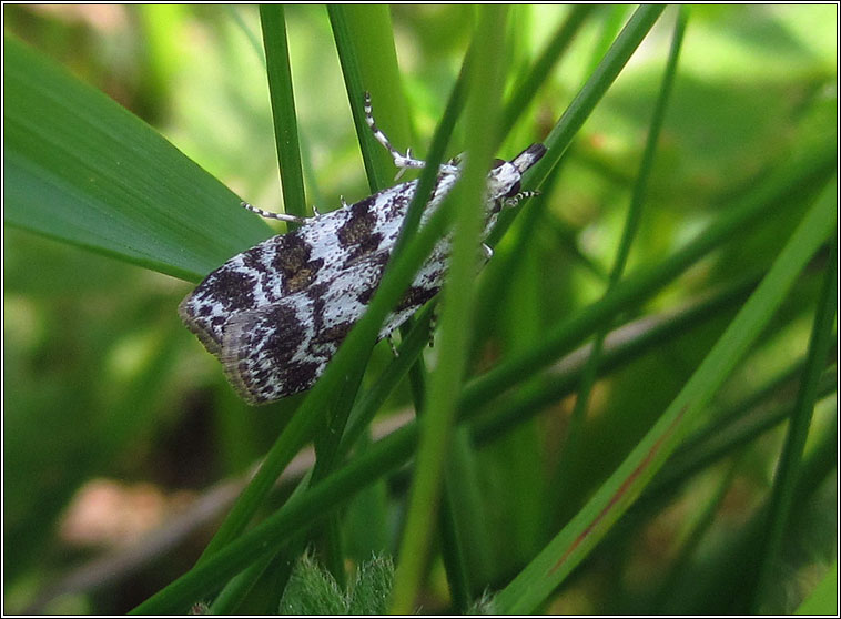 Scoparia pyralella