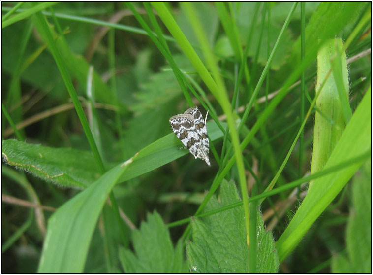 Scoparia pyralella