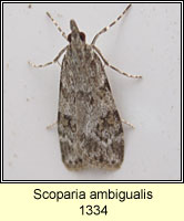 Scoparia ambigualis