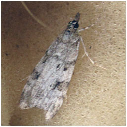 Scoparia ambigualis