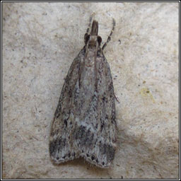 Eudonia pallida